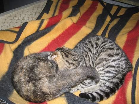 Blanding af racer Kiara - Jeg tror jeg vinder!!!   (8/2-05) billede 10