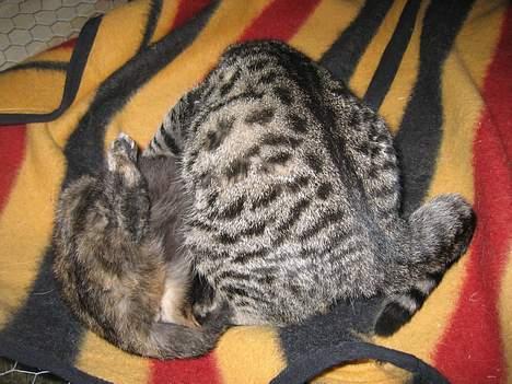 Blanding af racer Kiara - Øv det går ikke som jeg havde regnet med...   (8/2-05) billede 11