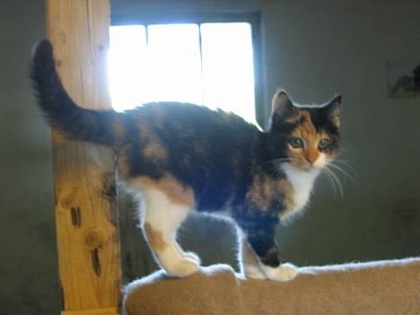 Blanding af racer Fighter *død* - Ja, her er jeg så...   (1/9-05) billede 1