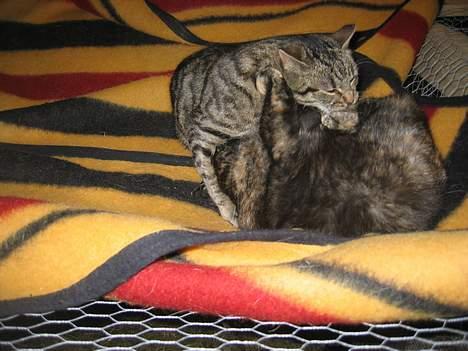 Blanding af racer Kiara - Hjælp... Det går ikke så godt!!!   (8/2-05) billede 12