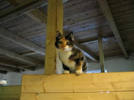 Blanding af racer Fighter *død* - Hva laver du helt der nede???   (1/9-05) billede 4