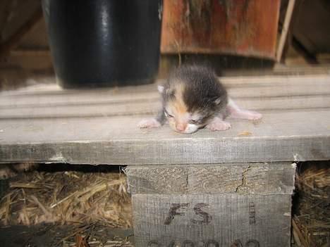 Blanding af racer Fighter *død* - Fighter som lille bitte killing...   (26/5-05) billede 5