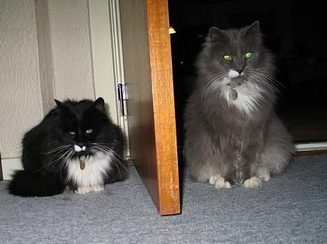 Norsk Skovkat Tomas - Hvem sidder dér bag skærmen... billede 9