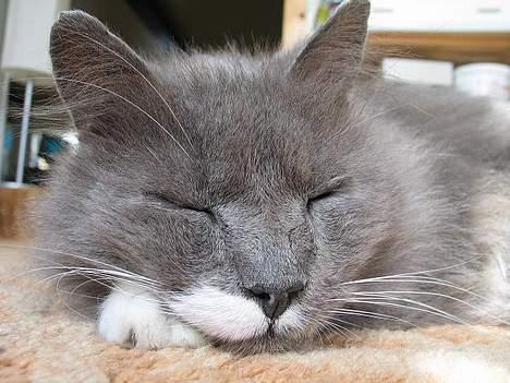 Norsk Skovkat Tomas - ZZZZZ billede 10