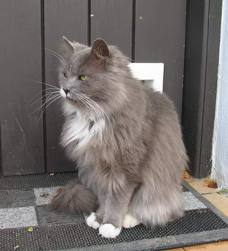 Norsk Skovkat Tomas - Her holder jeg  lige øje med alleen... billede 11