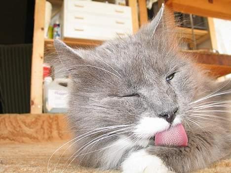 Norsk Skovkat Tomas - Bare fordi man er seniorkat behøver man jo ikke at sjuske med sit udseende... billede 12