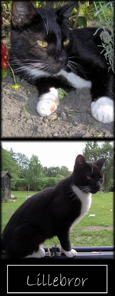 Huskat Lillebror - Mums man putter godt her... billede 1