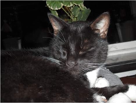 Huskat Lillebror - Sluk lige for blitzen, mor billede 2