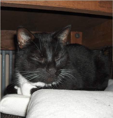 Huskat Lillebror - nej! jeg gider ikke den blitz! billede 3