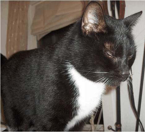 Huskat Lillebror - Prøver du nu igen...jeg vil ikke kigge på dig, før den blitz er slukket billede 4