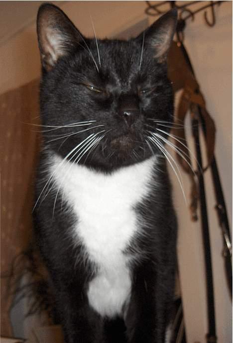 Huskat Lillebror - Haha, jeg lukker da bare mine øjne for den blitz- Så ka du lære det mor! billede 5