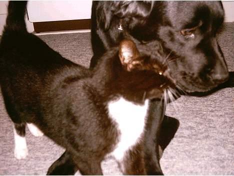 Huskat Lillebror - Du får lige et knus, Kaoz billede 6