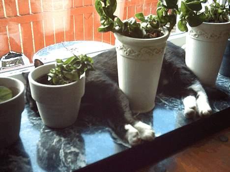 Huskat Lillebror - Ligemeget hvad...så VIL jeg ligge i vindueskarmen billede 7