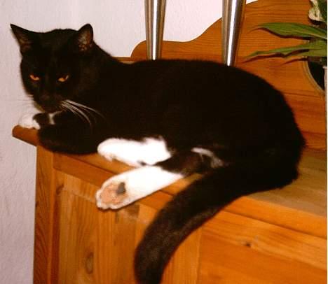 Huskat Lillebror - Nå er du nu der med det kamera igen! billede 8