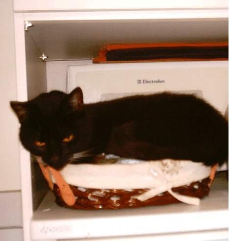 Huskat Lillebror - Hvis jeg lægger mig her i brødkurven og gemmer mig sammen med rugbrødet, så kan hun nok ikke finde mig. billede 9