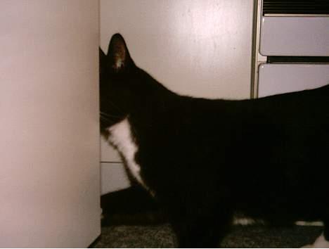 Huskat Lillebror - Måske skulle jeg gemme mig herinde- der er da ingen blitzs..Årh, hader altså det kamera!! billede 10