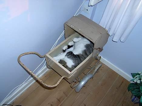 Blanding af racer Mickey billede 1