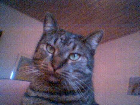 Blanding af racer Cleo billede 14