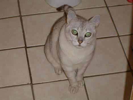 Burmilla Thamakan Silver Wesley - Her sidder jeg på min yndlingsplads, Gulvet på badeværelset. Uhmm dejlig varmt. billede 1