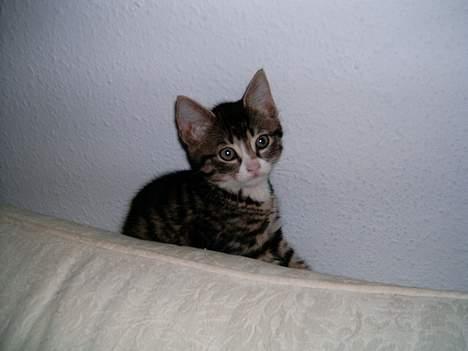 Blanding af racer putte billede 1