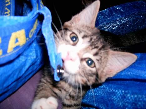 Blanding af racer putte - Ikea poser er gode at bide i : ) billede 2