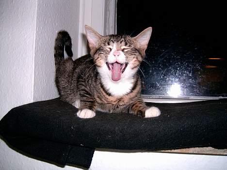 Blanding af racer putte - den store farlige tiger billede 3