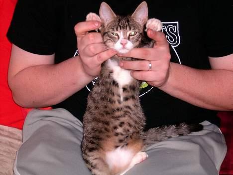 Blanding af racer putte - Okey... Jeg overgiver mig... billede 4