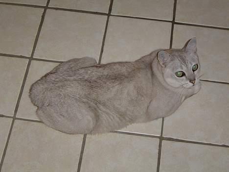 Burmilla Thamakan Silver Wesley - Ja, her er jeg der så igen. Ligger faktisk her og snuer det meste af dagen billede 2