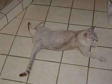 Burmilla Thamakan Silver Wesley billede 3