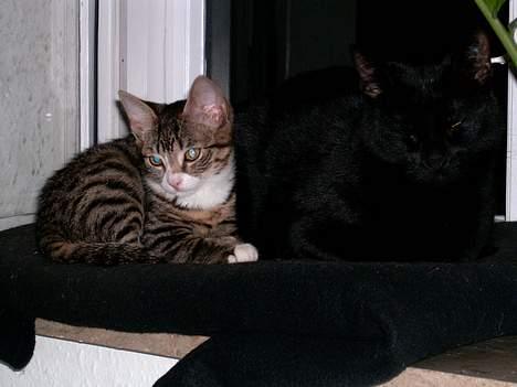 Blanding af racer putte - ligger og slapper af med brormand billede 5