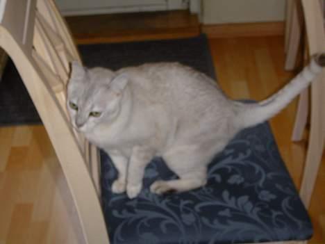 Burmilla Thamakan Silver Wesley billede 4