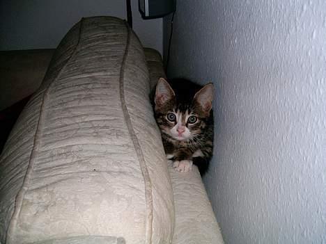 Blanding af racer putte billede 6