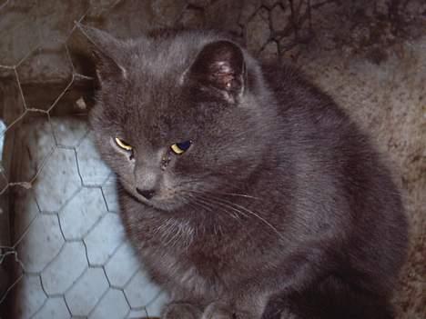 Blanding af racer Viktor - Her sidder han bare og kigger liidt;P billede 1