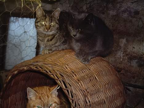 Blanding af racer Viktor - Her sidder han sammen med sin søster Vikkie og nederst er Sebastian;D billede 2