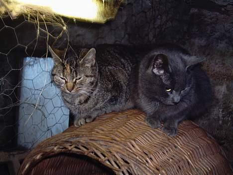 Blanding af racer Viktor - Her er det bare bror og søster;P billede 3