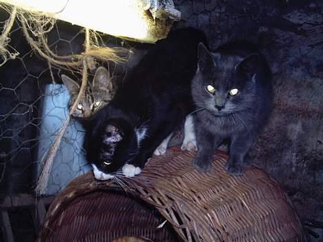 Blanding af racer Viktor - Her sidder Viktor, Vikkie og Samuel;P billede 4