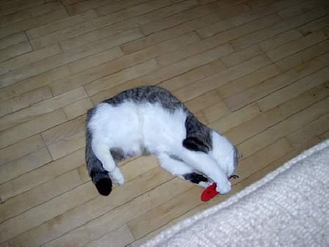 Blanding af racer Mickey billede 2