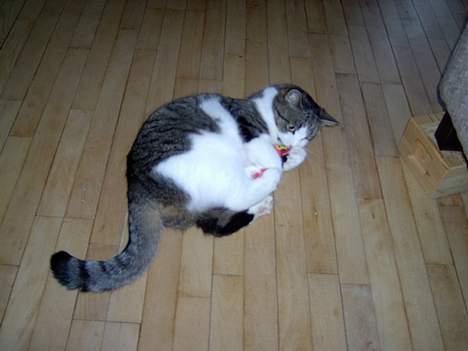 Blanding af racer Mickey billede 3