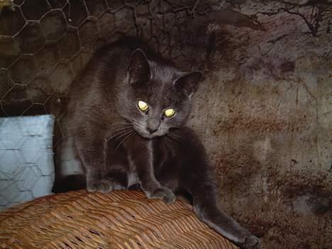 Blanding af racer Viktor - Så er det vaske tid ;P billede 5