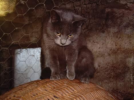 Blanding af racer Viktor billede 6