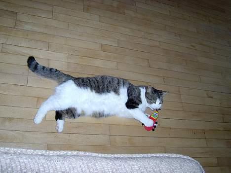 Blanding af racer Mickey - *NYT* billede 4