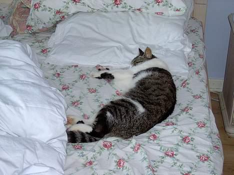 Blanding af racer Mickey - *NYT* billede 5