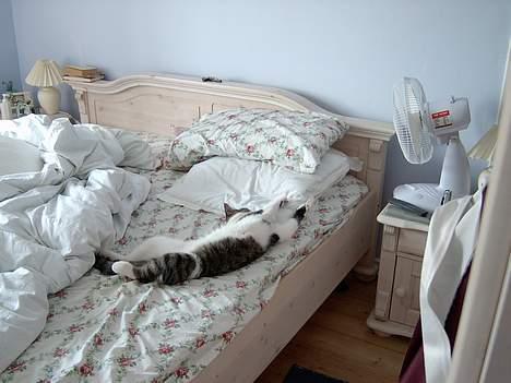 Blanding af racer Mickey - *NYT* billede 6