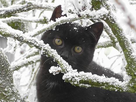 Blanding af racer Vesterbæks Shaky - Hvor er jeg fin;-)  billede 1