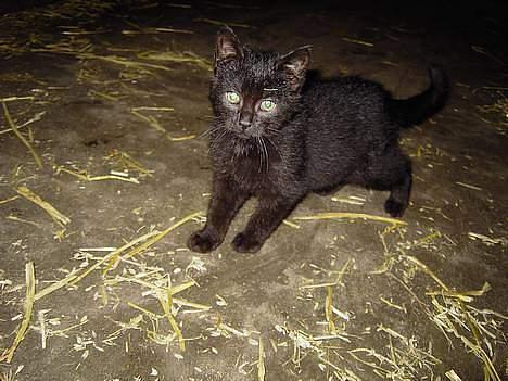 Blanding af racer Vesterbæks Shaky billede 2