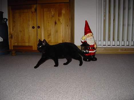 Blanding af racer Vesterbæks Shaky billede 3