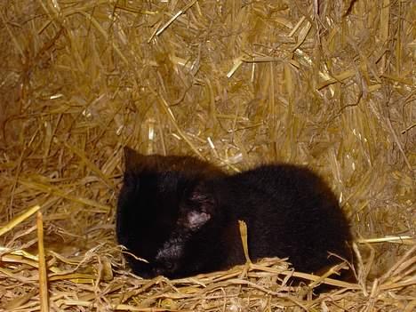 Blanding af racer Vesterbæks Shaky billede 5