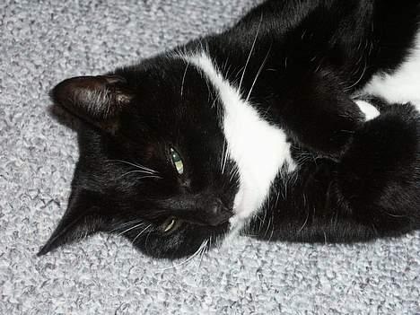 Blanding af racer Futte er her ikke mere !! billede 1