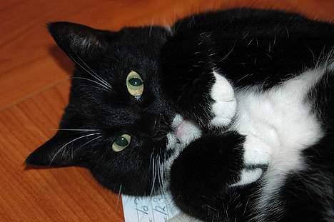 Blanding af racer Futte er her ikke mere !! billede 2