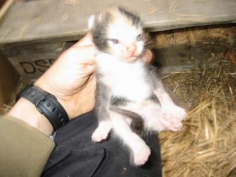 Blanding af racer Fighter *død* - her er hun igen... Stadig lille bitte...:)   (26/5-05) billede 6